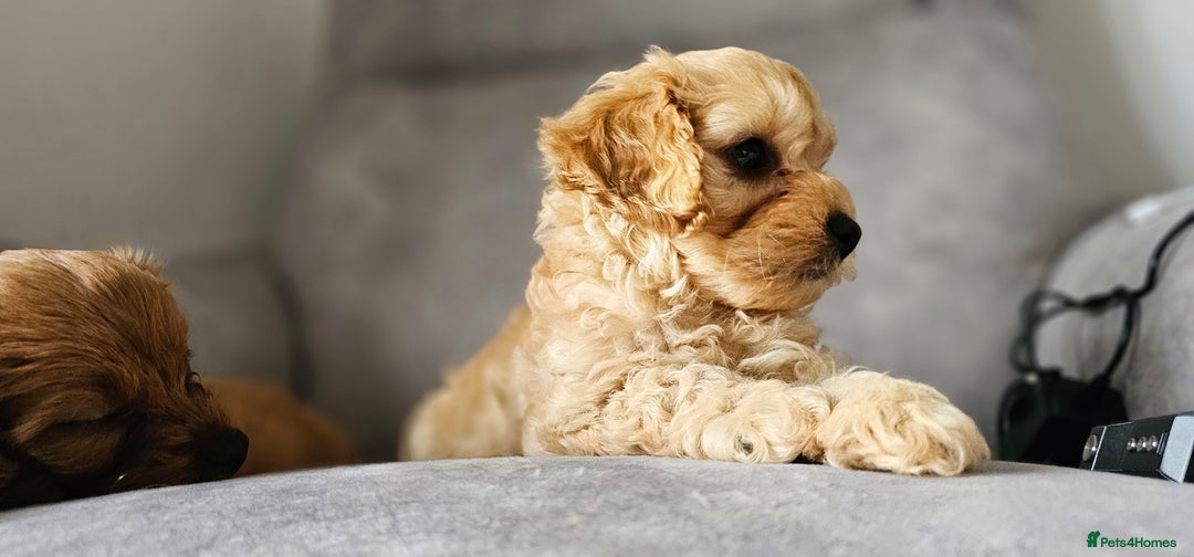 Cavapoo dogs for sale: Delightful Cavapoo puppies - Image 5
