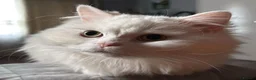 Persian cats for sale: Handsome White Persian Male Cat - Advert 9