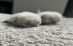 Ragdoll cats for sale: Stunning ragdoll kittens  - Advert 8