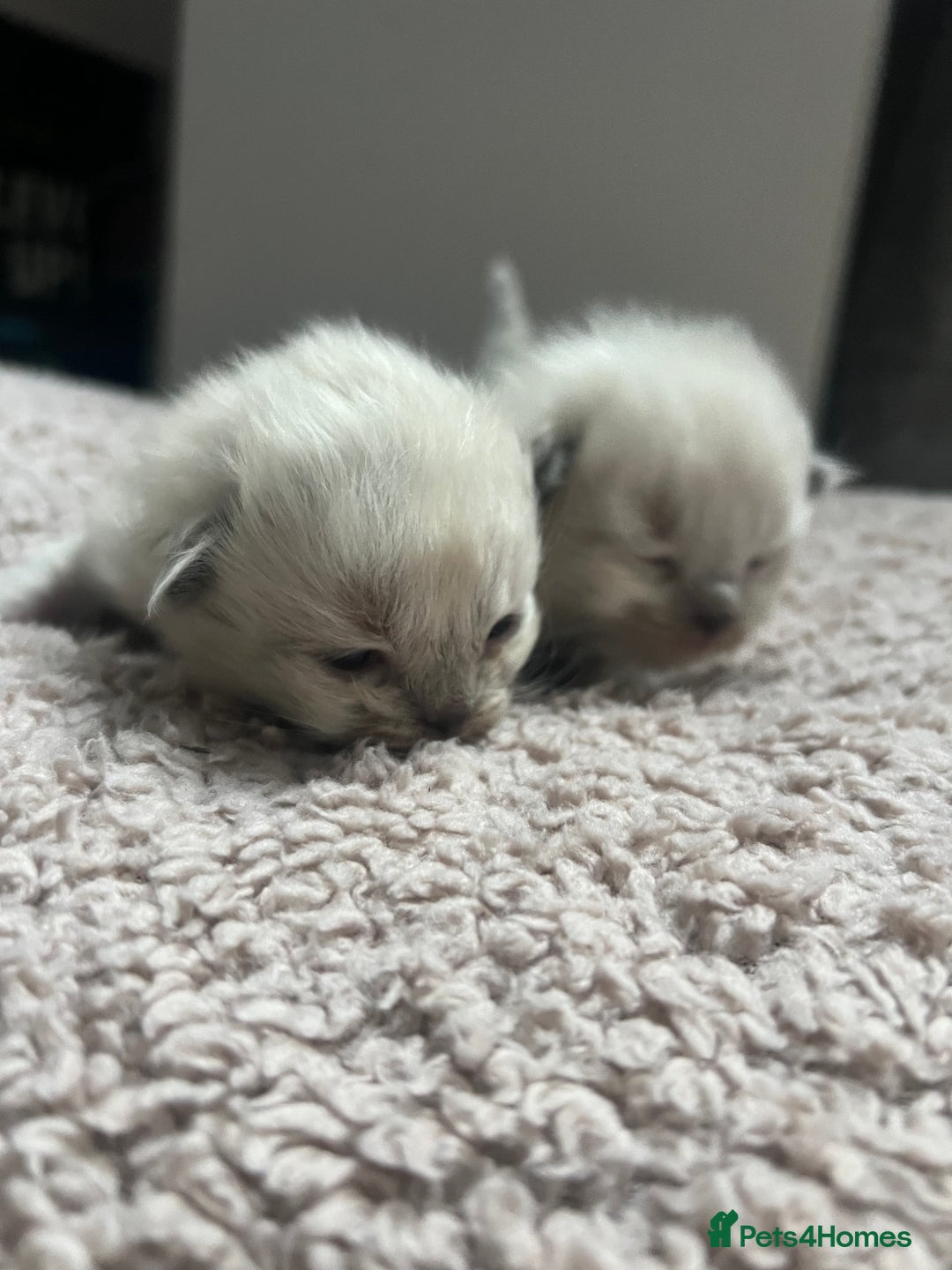 Ragdoll cats for sale: Stunning ragdoll kittens  - Advert 8