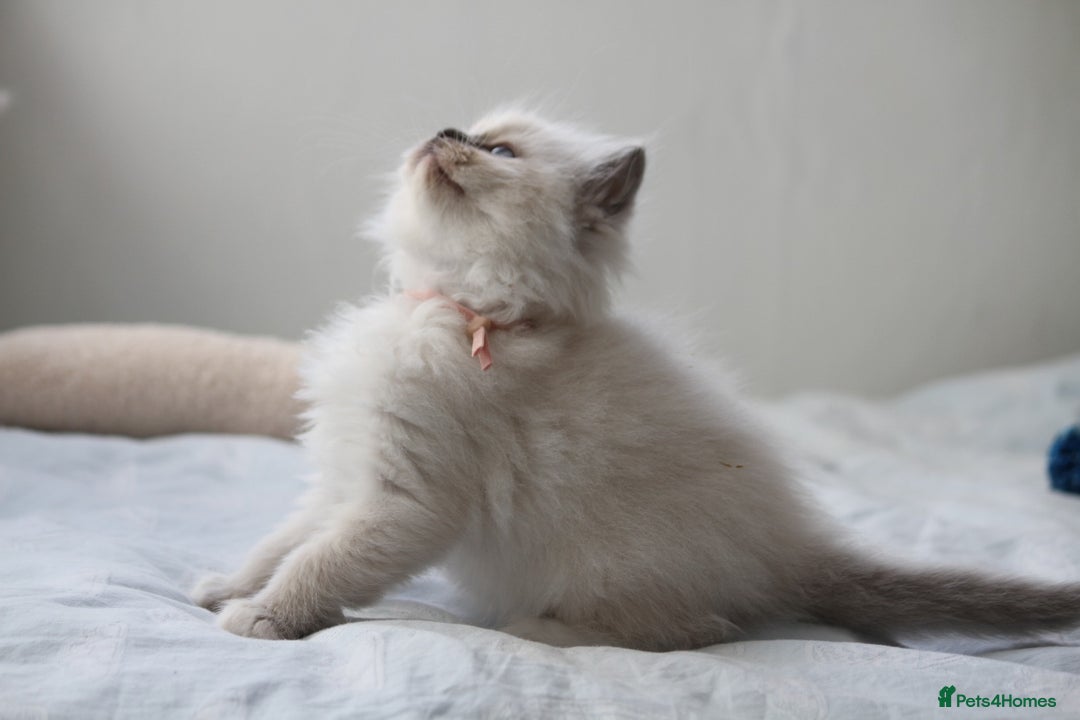 Ragdoll cats for sale: Active TICA princesses 👑❤️🩷💜 - Image 24