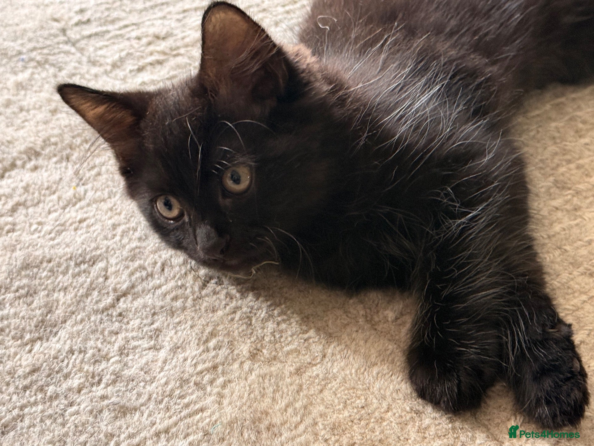 Mixed Breed cats Beautiful cocoa boy cat for sale  - Advert 2