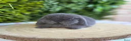Mini Lop rabbits for sale: Mini Lops - Advert 2