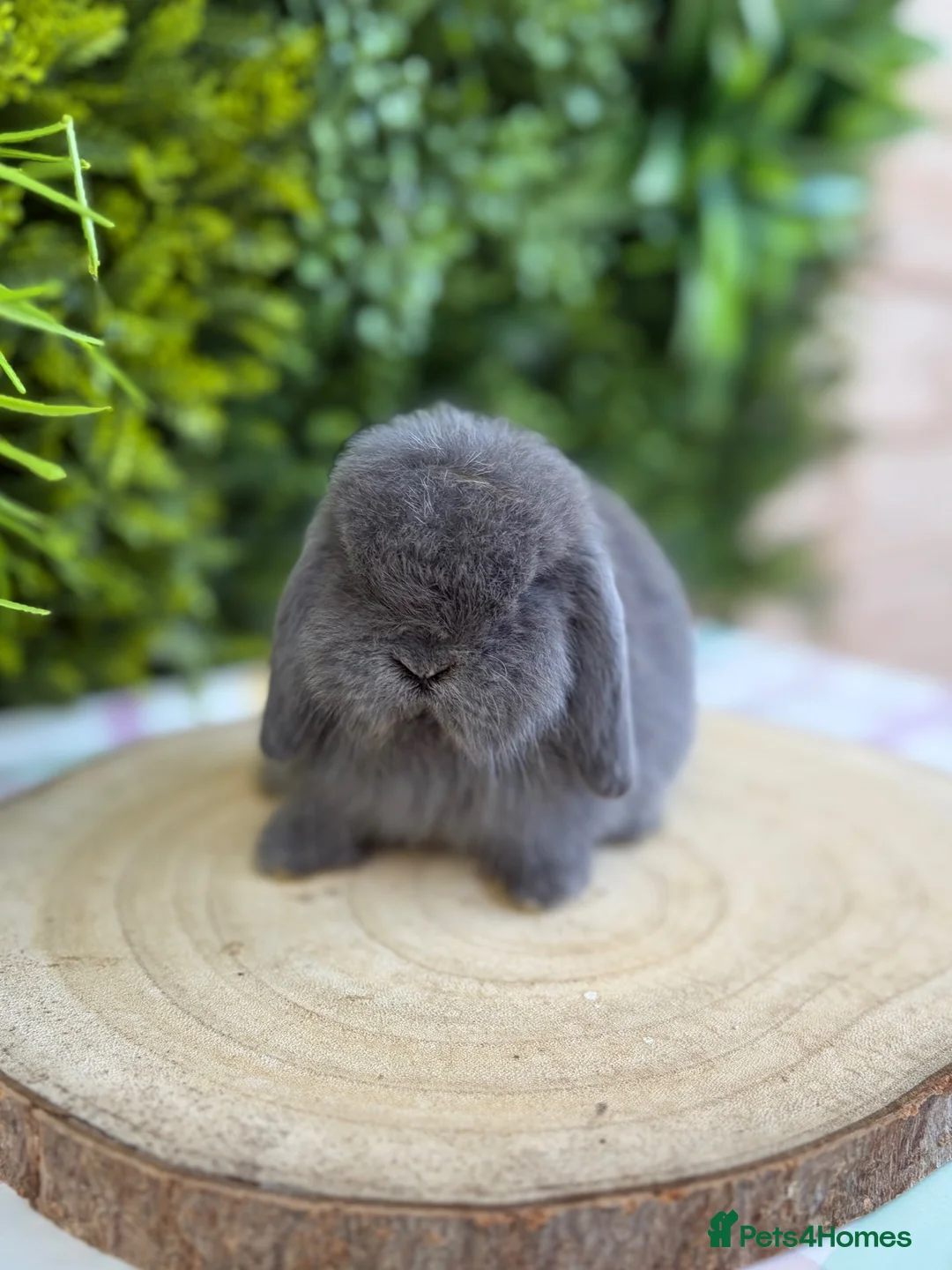Mini Lop rabbits for sale: Mini Lops - Advert 2