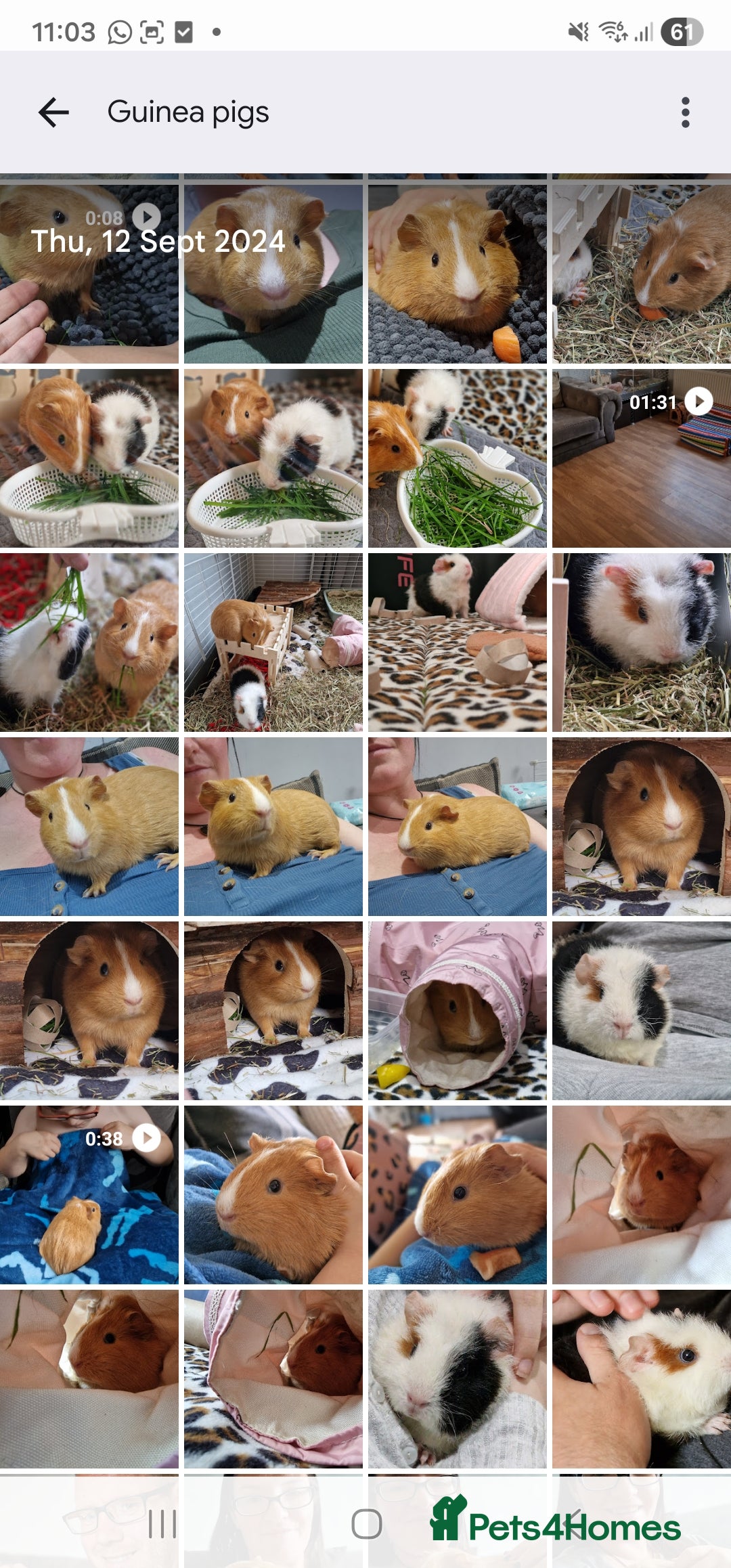 Guinea Pig rodents for sale: 2 friendly female guinea pigs with kavee full cage - Advert 4