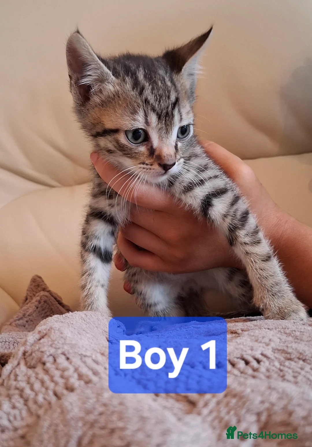 Mixed Breed cats for sale: Bengal x kittens  - Advert 2
