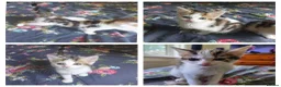Mixed Breed cats for sale: 2 kittens both boys - Advert 3