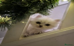 Persian cats for sale: 💕Simply Stunning Blue Point Persians PKD neg 💕 - Advert 1