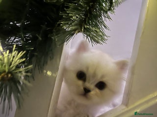 Persian cats 💕Simply Stunning Blue Point Persians PKD neg 💕 - Advert 1