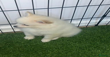 Pomeranian dogs - Advert 3