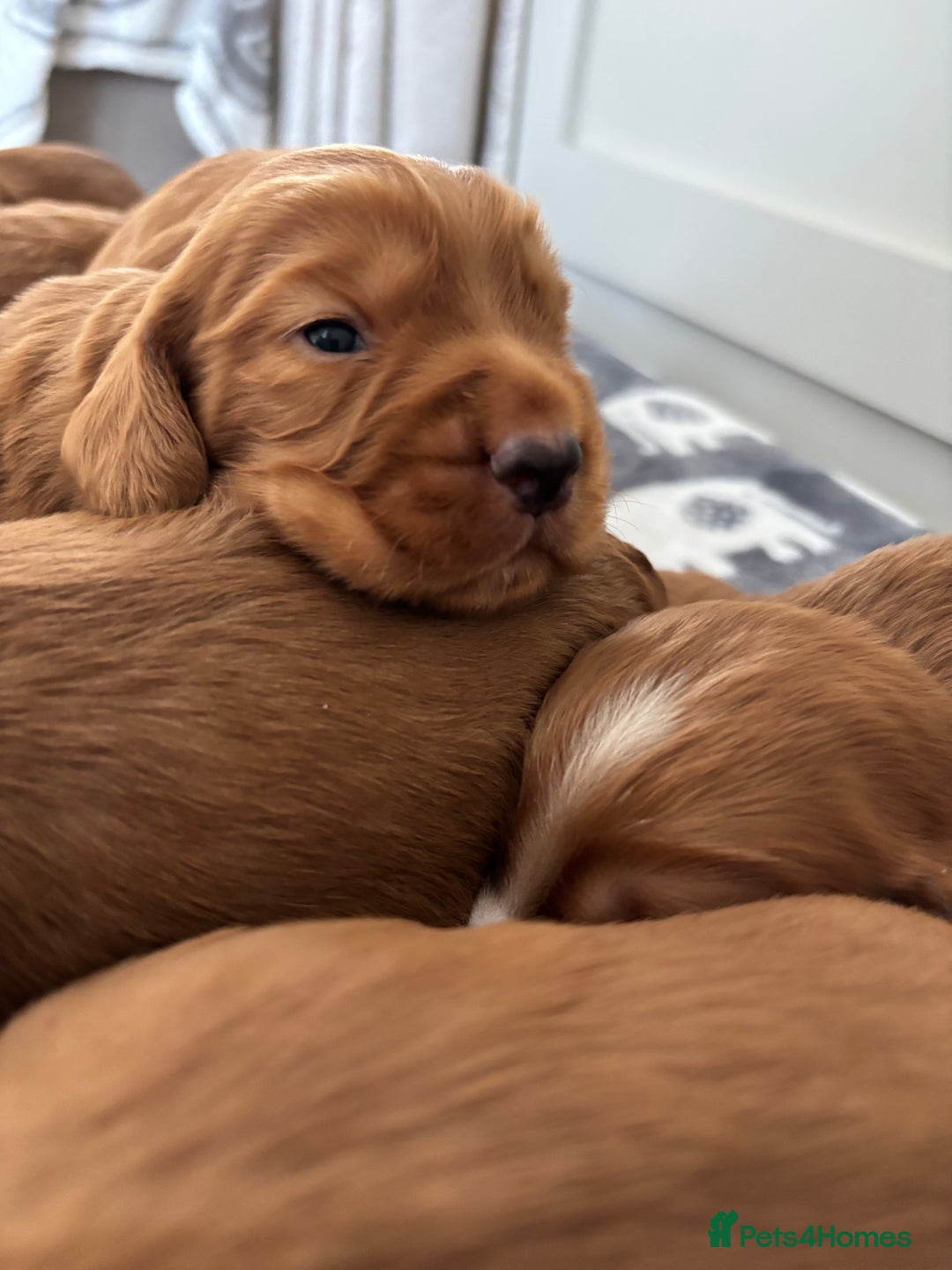 Cocker Spaniel dogs for sale: Litter of KC registered Working cocker spaniels - Advert 1
