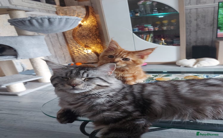 Maine Coon cats - Advert 3