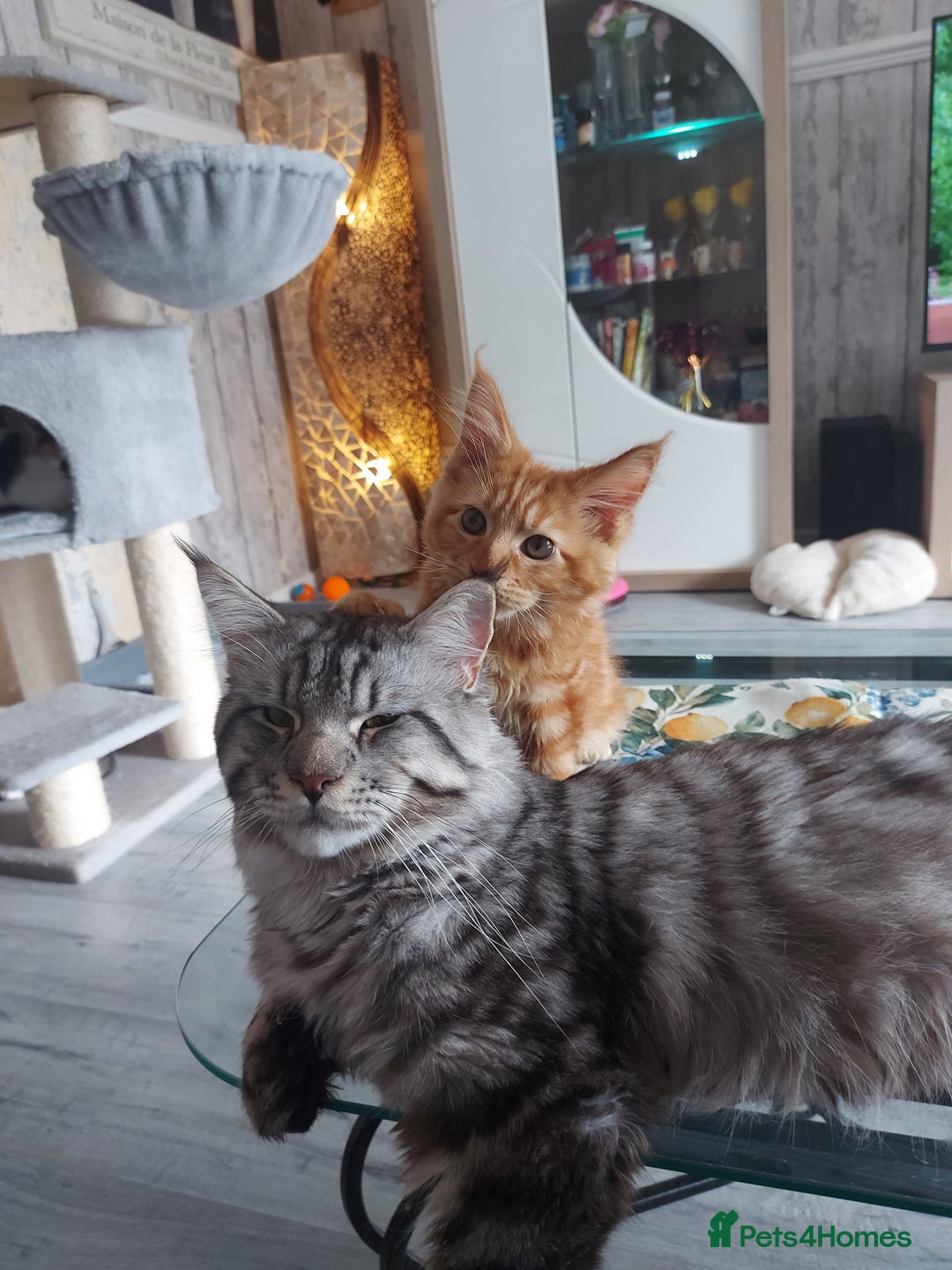 Maine Coon cats for sale: Beautiful XXL Maine-coon kittens 😸 ♥️  - Image 1
