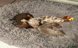 Dachshund dogs for stud: Kc studs available 💥both proven  in Bilston - Image 8