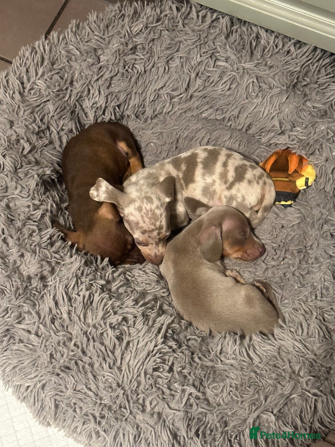 Dachshund dogs for stud: Kc studs available 💥both proven  in Bilston - Image 8