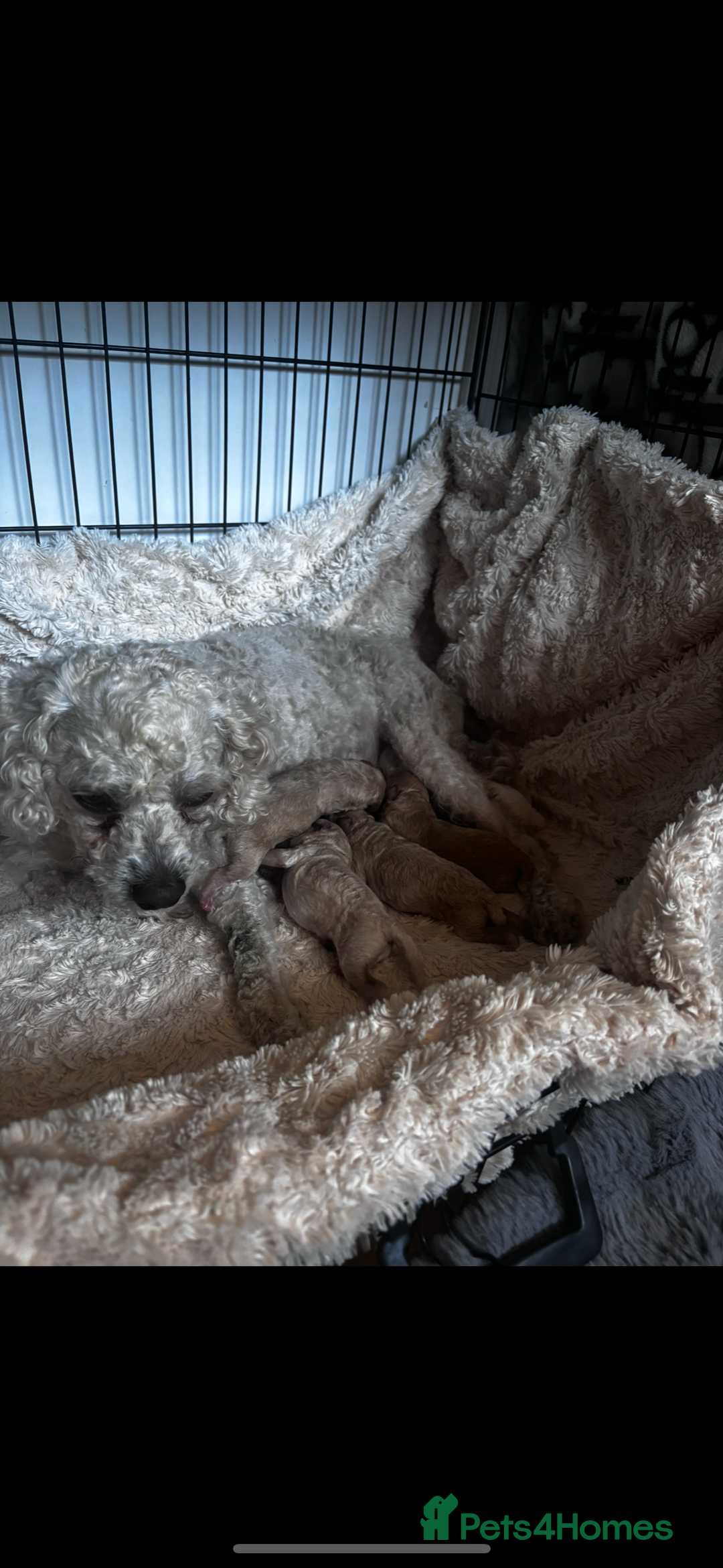 Cavapoo dogs for sale: Gorgeous little Caverpoo babies - Image 1