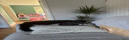 Domestic Shorthair cats for sale: Two beautiful girls  - Advert 6