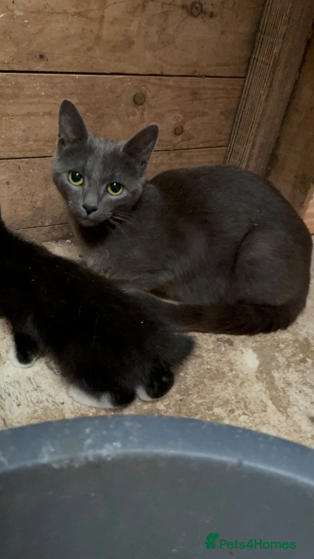 Mixed Breed cats for sale: 2 gorgeous female kittens in Uttoxeter - Advert 3