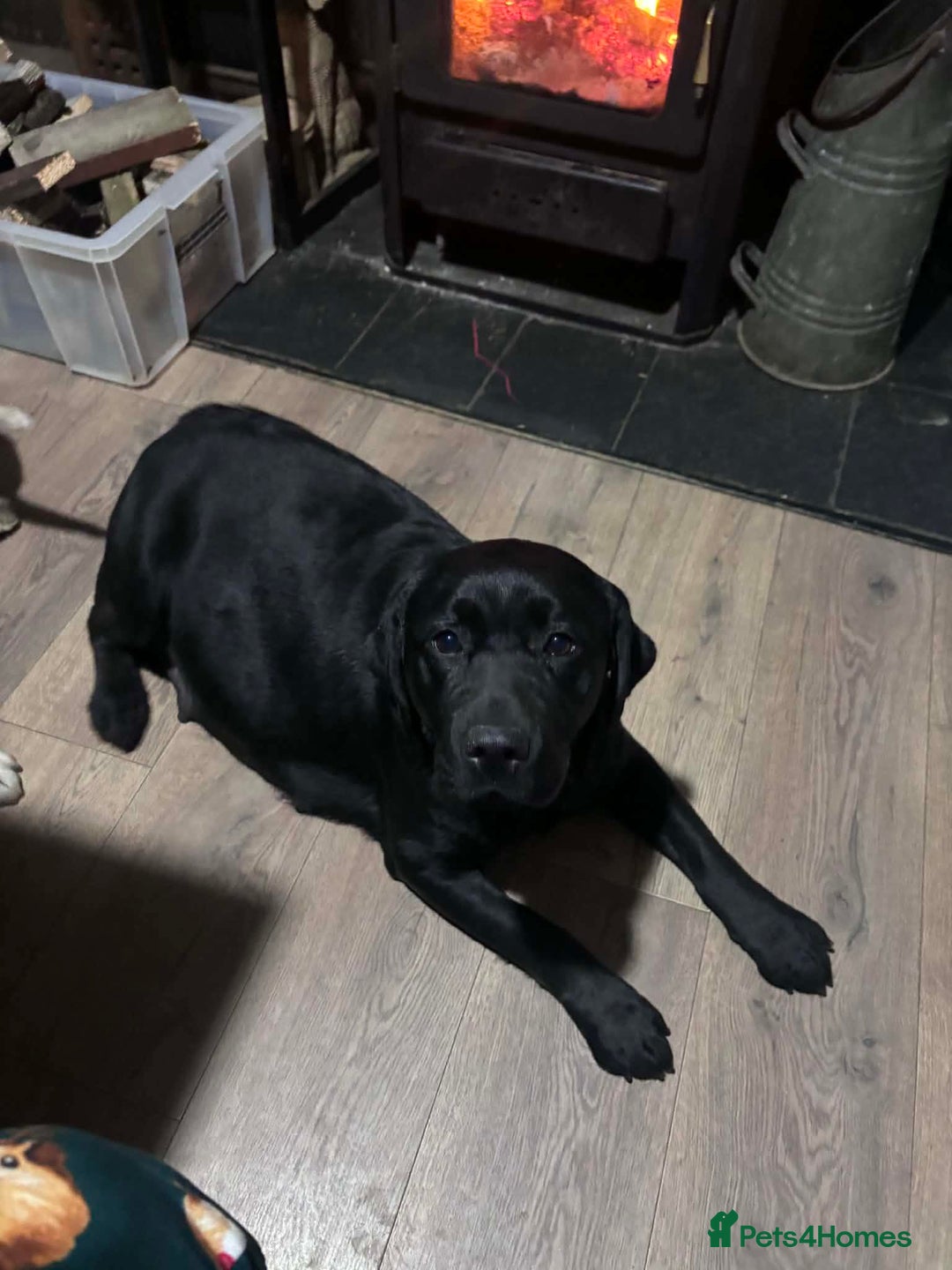 Labrador Retriever dogs for sale:  Kc reg Show type labrador puppies  - Advert 3