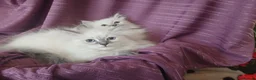 Siberian cats for sale: Pure Siberian Kittens - Advert 7