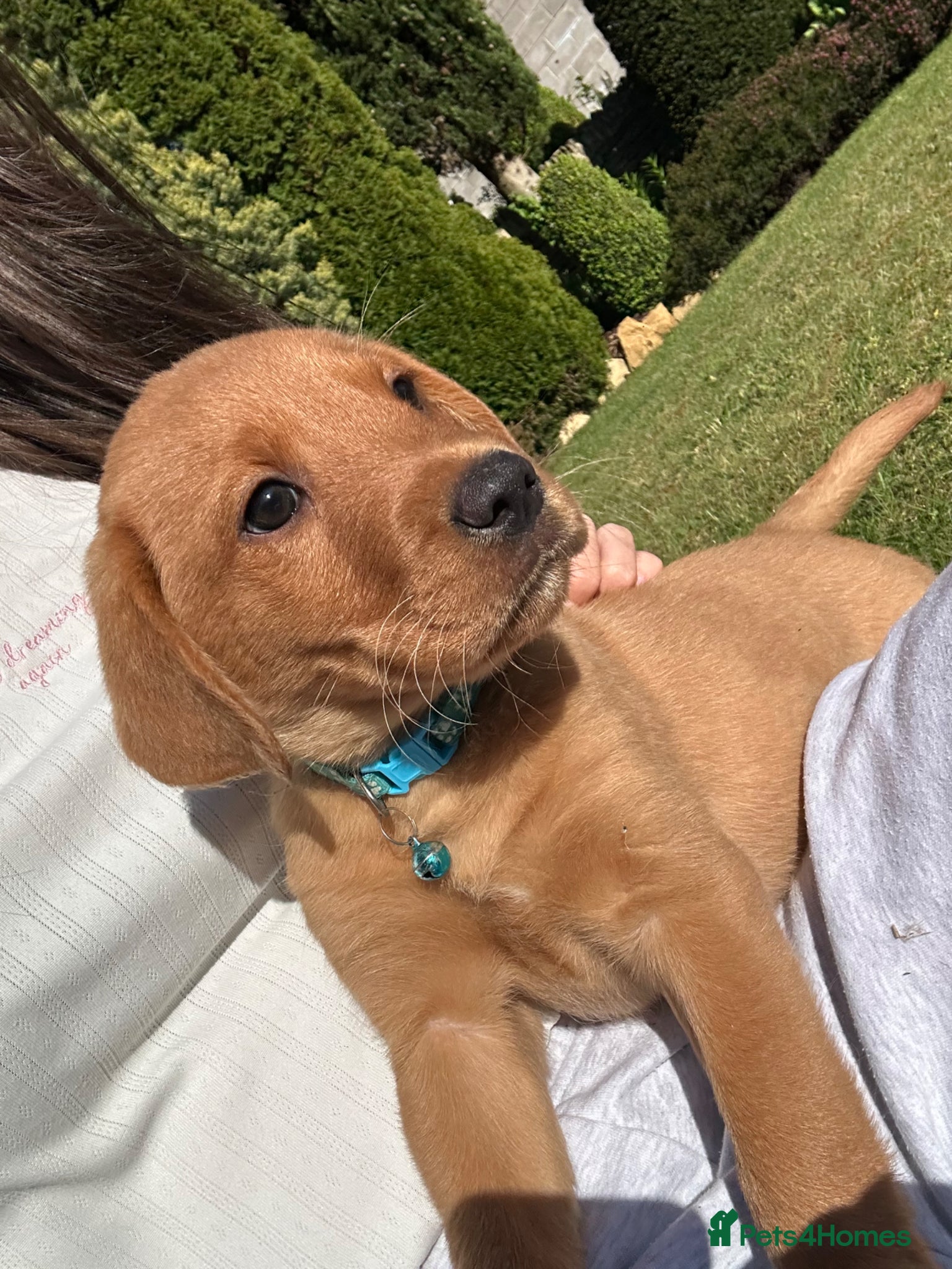 Labrador Retriever dogs ⭐️READY TO LEAVE NOW kcregistered Labrador puppies - Advert 1