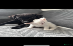 Ragdoll cats for sale: Kitten  - Image 4