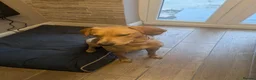 Labrador Retriever dogs for sale: Fox Red Labrador  in Rhyl - Advert 2