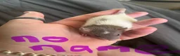 Rat rodents for sale: 8 baby girl rats in Basildon - Advert 3