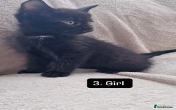 Mixed Breed cats for sale: Kittens - Image 4