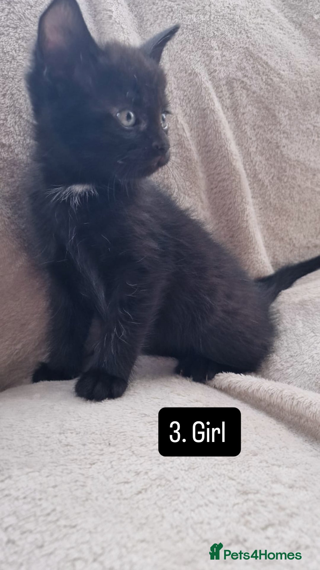 Mixed Breed cats for sale: Kittens - Image 4