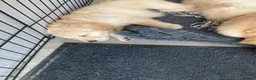 Golden Retriever dogs for sale: Golden retriever  in Romford - Advert 30