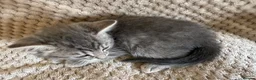 Mixed Breed cats for sale: Kittens - Advert 5