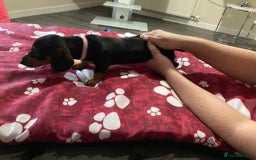 Dachshund dogs for sale: Dachshund Girl Puppies Absolutely Gorgeous  - Image 8