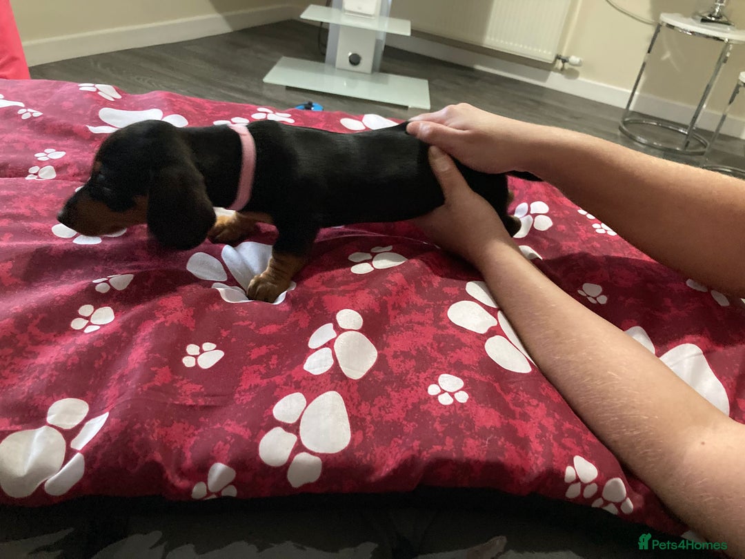 Dachshund dogs for sale: Dachshund Girl Puppies Absolutely Gorgeous  - Image 8