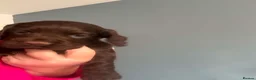 Cocker Spaniel dogs for sale: Working cocker spaniel  in Bristol - Advert 9