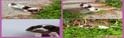 English Springer Spaniel dogs for sale: KC Registered English Springer Spaniel Pups - Advert 6