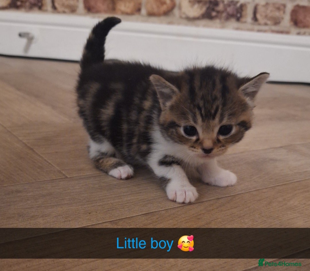 Bengal cats Gorgeous bengal mix babies 3/6 left - Advert 1