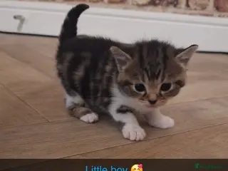 Bengal cats Gorgeous bengal mix babies 3/6 left - Advert 3