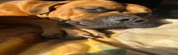 Mixed Breed dogs for sale: Mastiff x Staffy pups - Advert 2