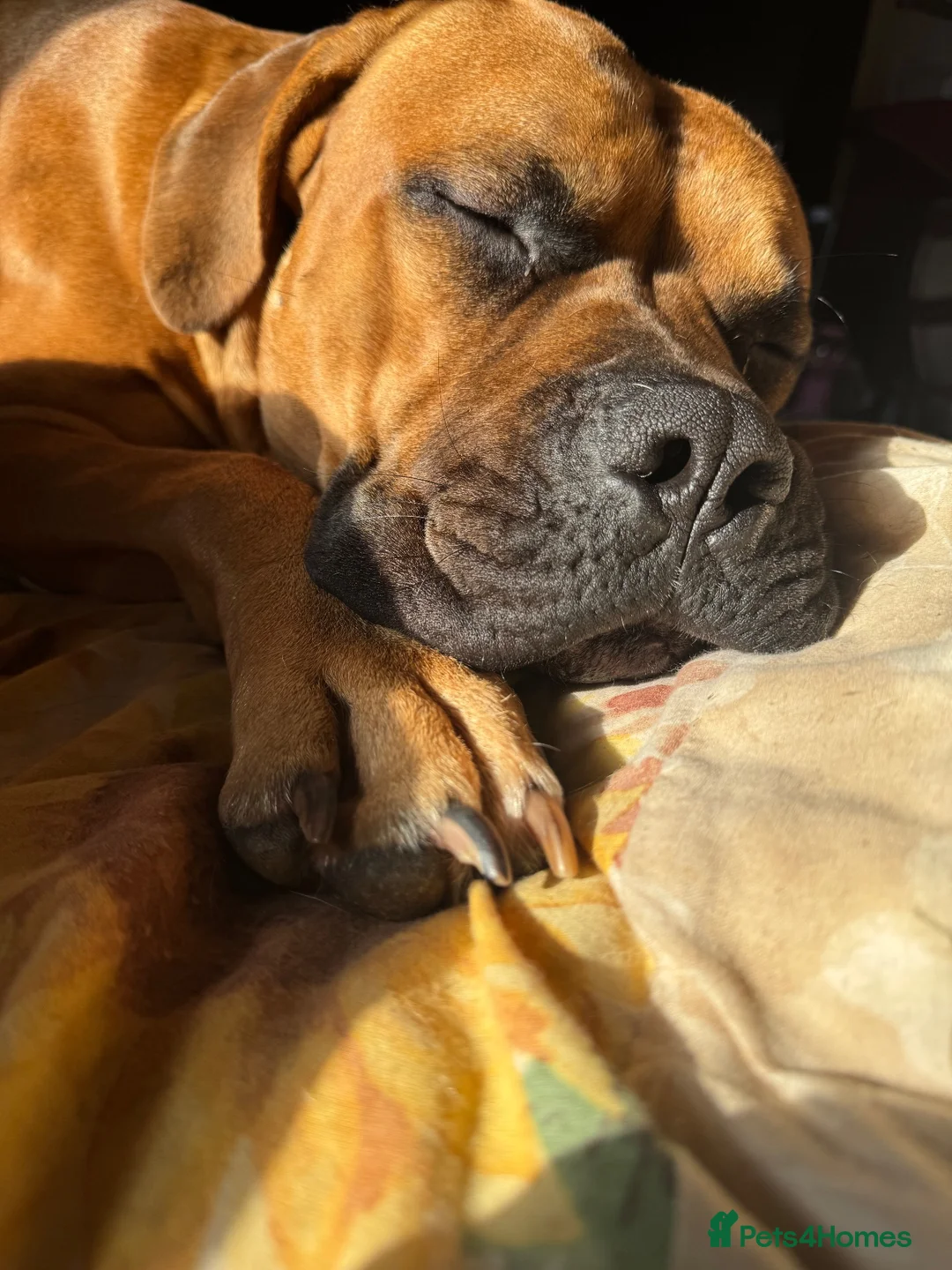 Mixed Breed dogs for sale: Mastiff x Staffy pups - Advert 2