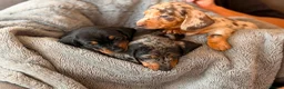 Miniature Dachshund dogs for sale: Beautiful KC Registered Miniature Dachshund Girls - Advert 10