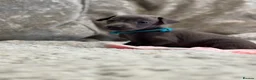 Italian Greyhound dogs for sale: 🏡 KC Italian greyhound puppies for sale 🏡 - Advert 27