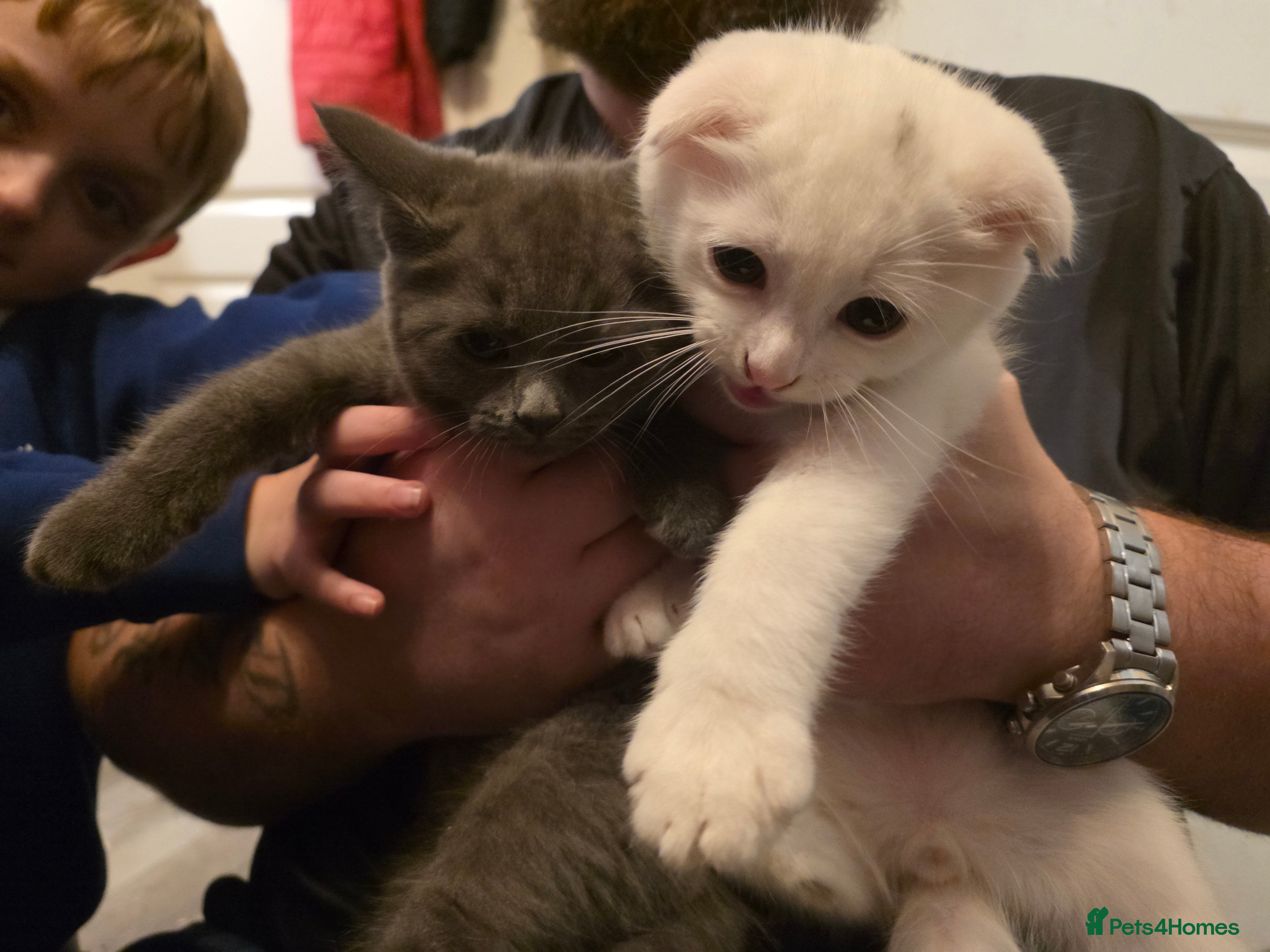 Mixed Breed cats Scottish fold x maine coon - Advert 2