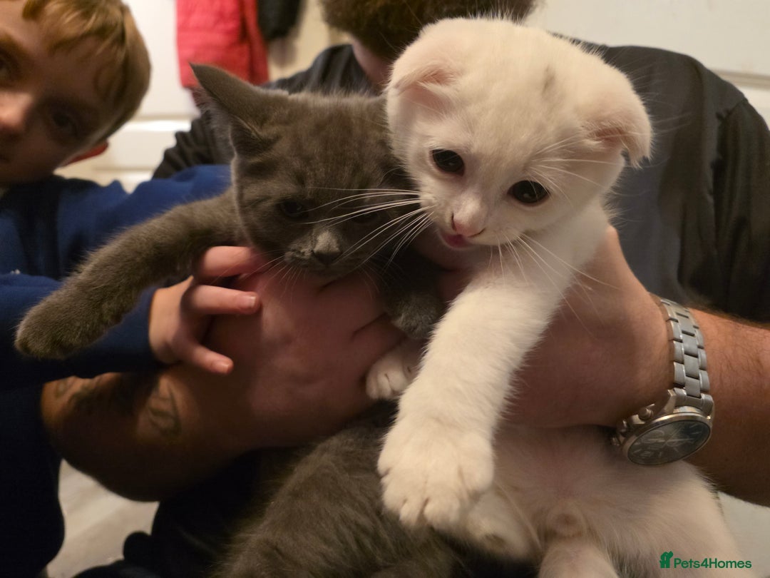 Mixed Breed cats for sale: Scottish fold x maine coon - Advert 1