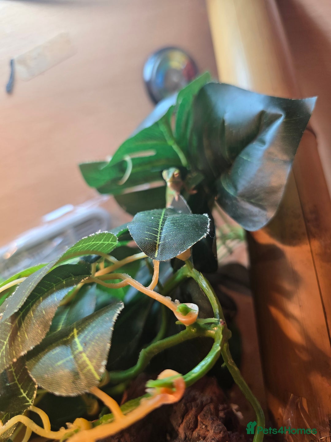 Chameleon reptiles for sale: veiled chameleon - Advert 16