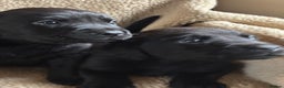 Labrador Retriever dogs for sale: Kc reg black labrador puppies - Advert 5