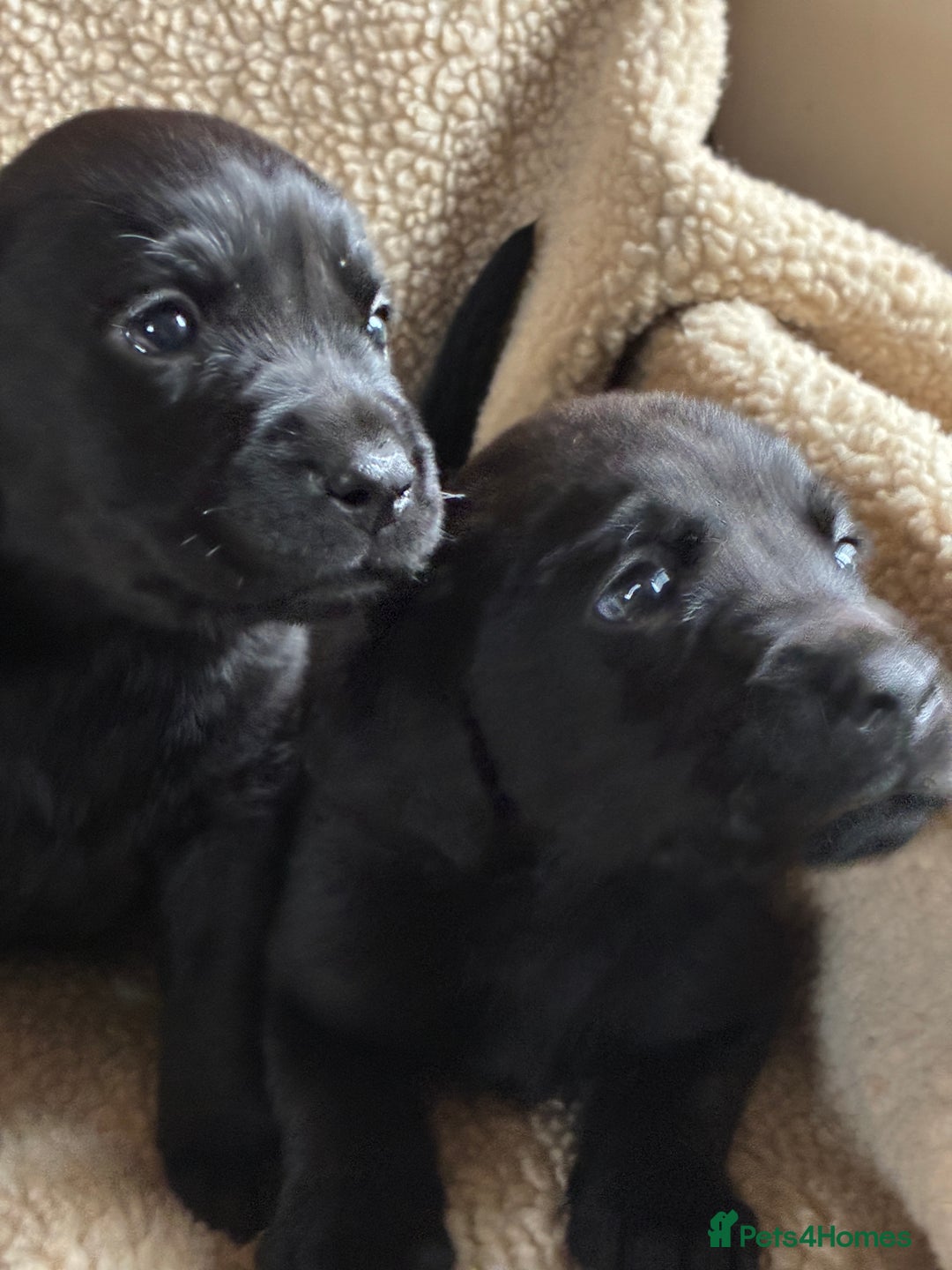 Labrador Retriever dogs for sale: Kc reg black labrador puppies - Advert 5