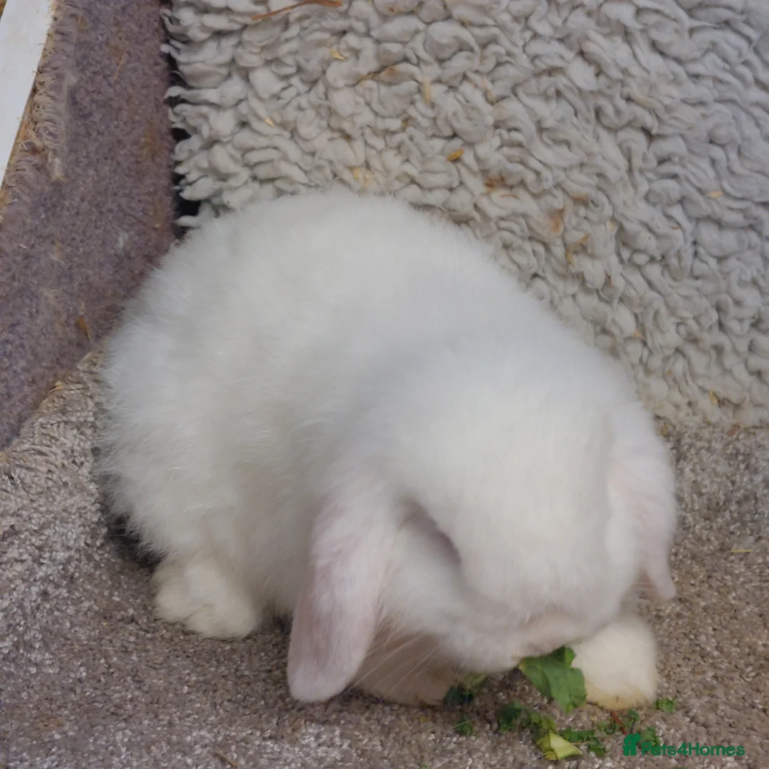 Mini Lop rabbits for sale:  9 week old Extremely freindly rew minilop buck  - Advert 5
