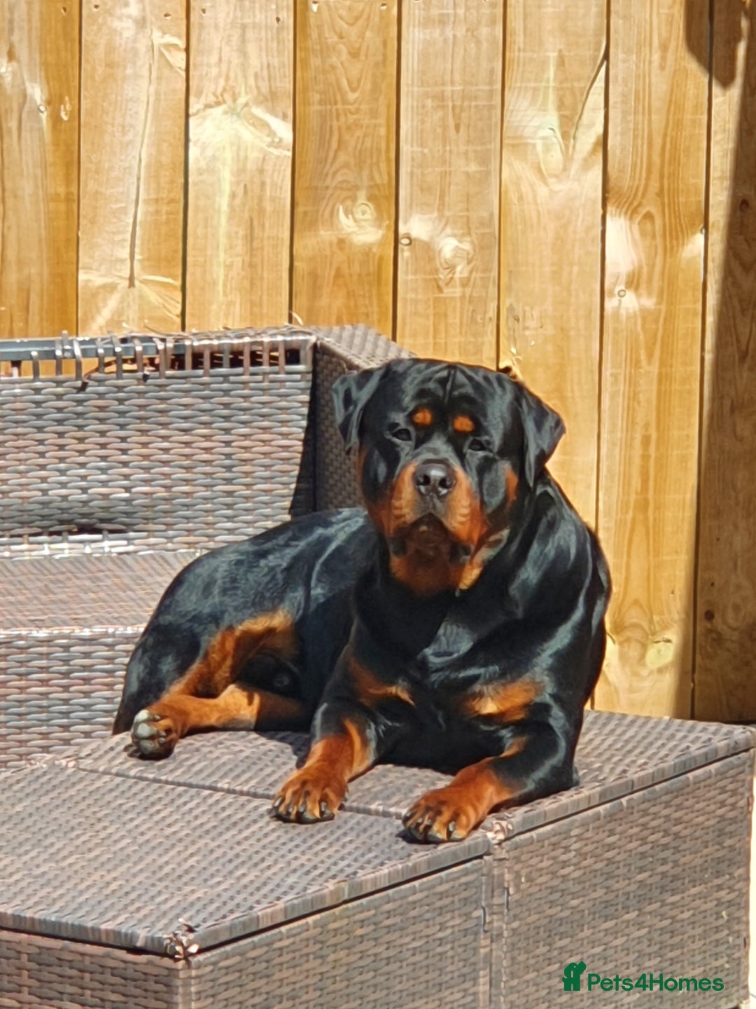 Rottweiler dogs for stud: Dexter  in Guisborough - Advert 5