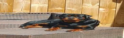 Rottweiler dogs for stud: Dexter  in Guisborough - Advert 5